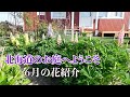 ６月の北海道〜庭のお花をご紹介します〜