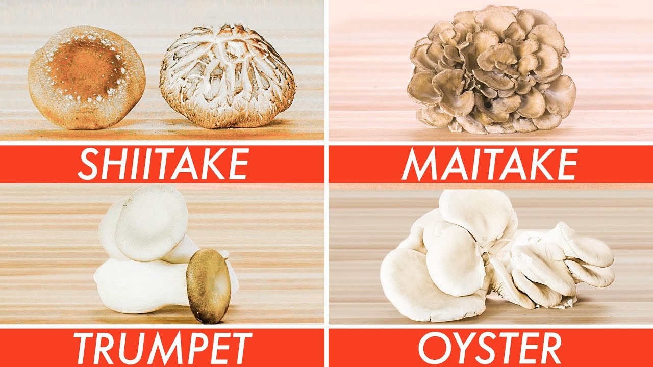 ⁣Picking The Right Mushroom For Every Recipe - The Big Guide | Epicurious