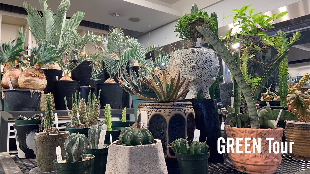 多肉植物サボテン塊根植物好きにはたまらない！希少な植物を探している