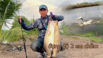 Câu cá chẽm cà mau | cảm giác quá tuyệt vời