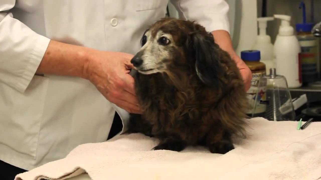Veterinarian in Burbank, CA  Rainbow Veterinary Hospital