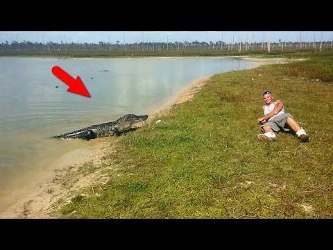 Удивительные Моменты с АЛЛИГАТОРАМИ, заснятые на видео!