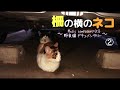 柵の横のネコ2 〜Music composerによる野良猫ドキュメンタリー【ナレーション付き】