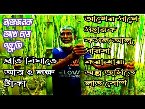 ভিডিও: লগস (২ Photos টি ছবি): আমরা গাড়িটিকে মাটির সাথে আঁকড়ে ধরতে এবং গ্রিনহাউসকে শক্তিশালী করতে বেছে নিই। জমি চাষের জন্য কোন আকারের চাকা লাঙ্গল উপযুক্ত? কিভাবে বন্ধনী এবং লোহা সঠিকভাবে