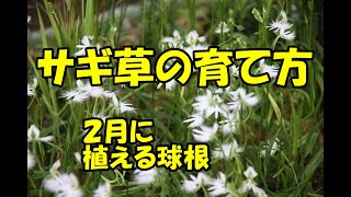 サギ草の育て方　球根の植え付け　How to grow white egret flower.