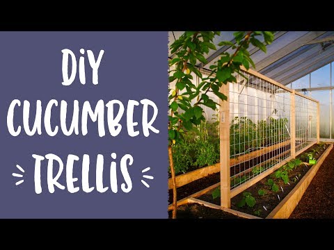 diy-cucumber-trellis
