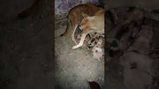 today born puppy morning 9am️️#like#viral #love#puppy#plss like this video nd subscribefor maa️