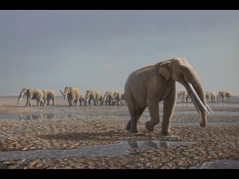Life on the Baynunah River: Abu Dhabi 7 Million Years Ago