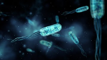 Bacteria Colonization