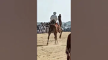 Kamel Dance In Rohi Cholistan 