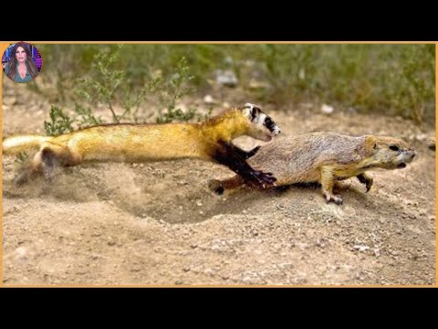 15 Ferocious Ferrets Violently Challenging Other Animals on Camera. #wildanimals #camera