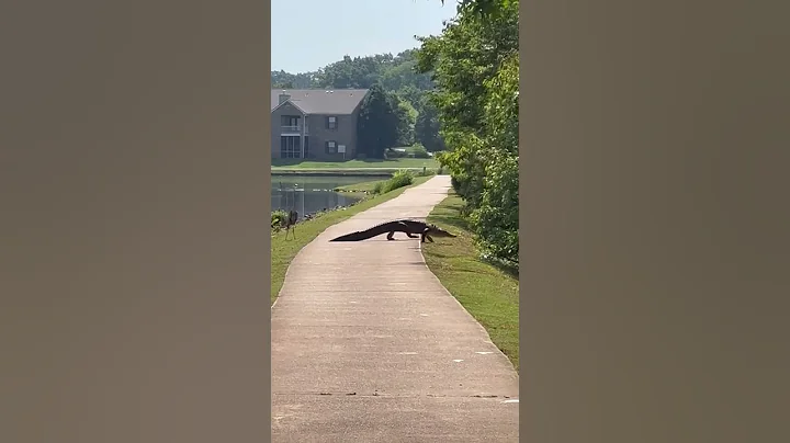 Alligator spotted crossing pathway near Zeirdt Roa...