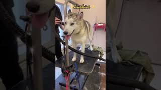 Husky is quite vocal about getting groomed.