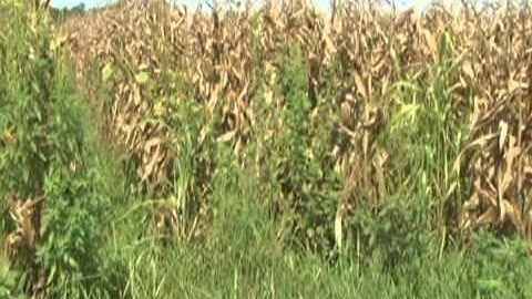 Effective Crop Rotation - Corn