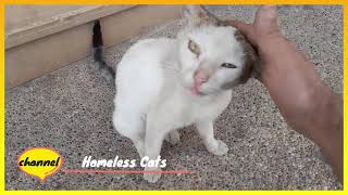 The weather improves, making the lives of homeless cats better  They need food and affection