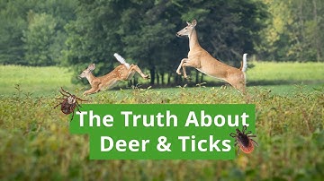 The Hidden Link: How Deer Fuel the Lyme Disease Cycle