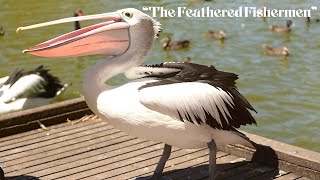 (4K) The Feathered Fishermen: 'Enduring Journey of Pelicans, Global Gliders with Ancient Souls.'