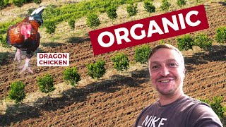 ORGANIC Calamansi And Chicken Farm! Exploring DAVAO CITY!