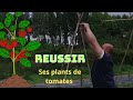 Russir la plantation des tomates  comment planter des plants greffs et volution des fraises