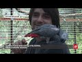 Вирвані пір'я та гриби у дзьобі: український орнітолог рятує пташок, яких скривдили господарі