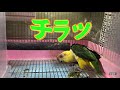 【シロハラインコ 初対面はこわい、コワイ 】かじり木コーン