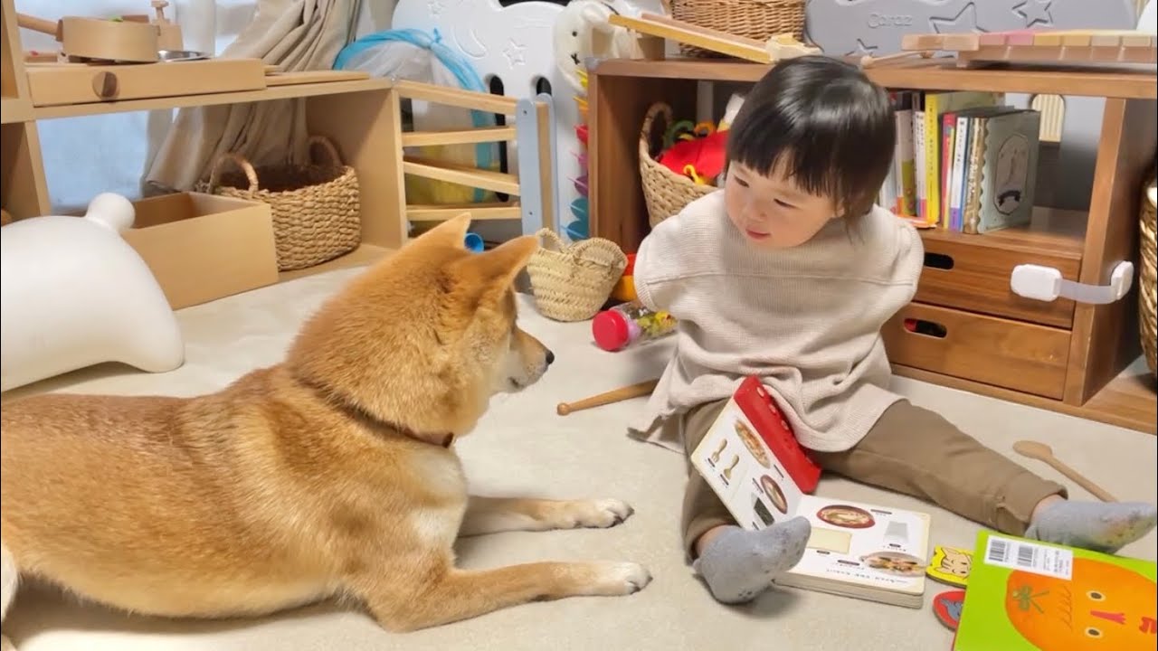 どーぞと言いながら柴犬さんにおやつを渡す娘の姿がなんだか 