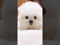Cute puppy ❤️ #かわいい犬 #anjingcomel #สุนัขน่ารัก#cutedogph #chóđángyêu #anjinglucu #cachorrofofo