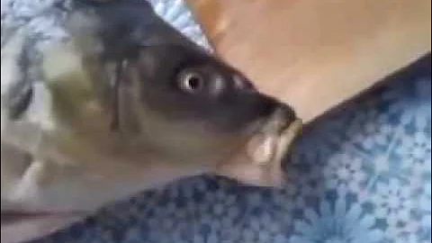 Fish sings a Russian opera