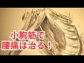 古い教科書の内容は捨てよう!小胸筋が腰痛を改善する事実を説明します!テクニックも公開!