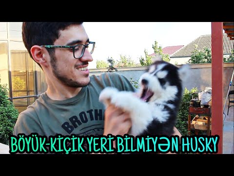 Video: Bir Itə Necə Ad Vermək Olar