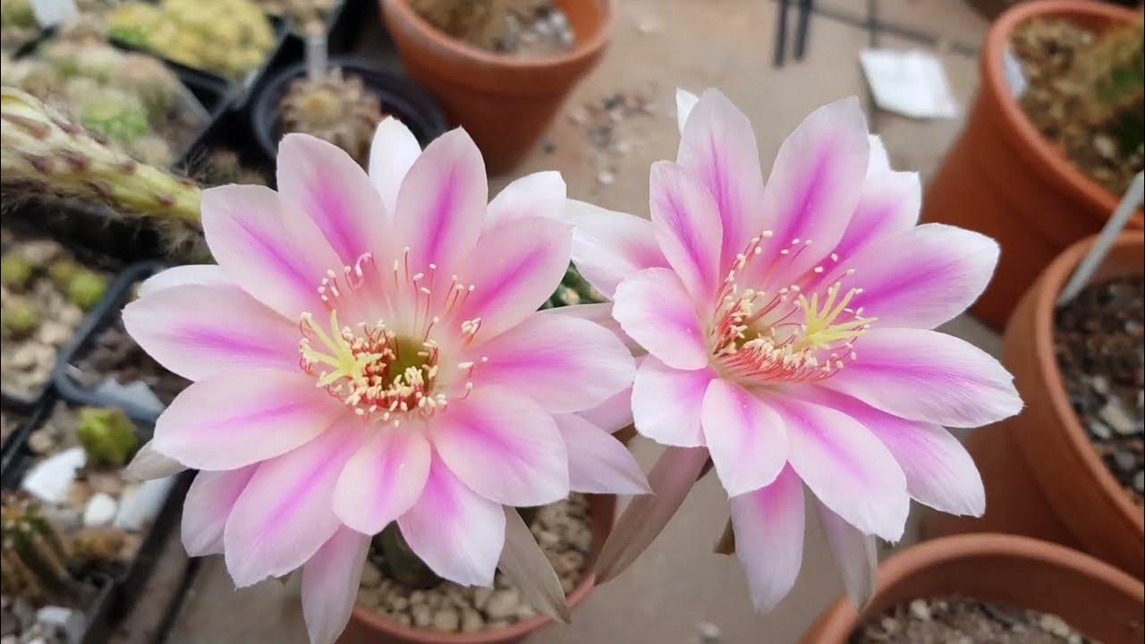 Pseudolobivia / Echinopsis Hybrid AW 18a/2000 by Andreas Wessner - YouTube