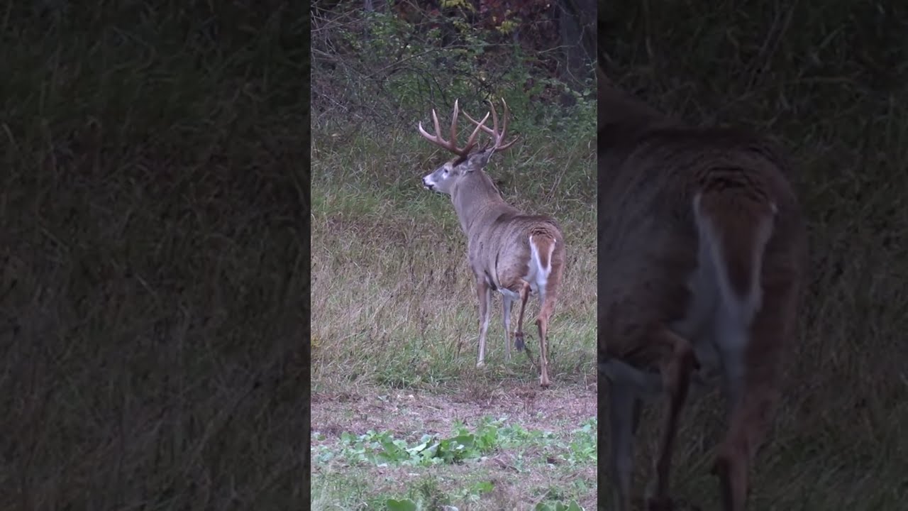Big Buck Blows Up Close Hold Your Breath And Don T Move A Muscle 