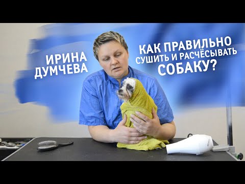 Как правильно сушить и расчёсывать собаку? Рассказывает грумер Ирина Думчева.