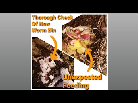 First Check-In Of New Worm Bin | One Month Later | Unexpected Feeding | Vermicomposting
