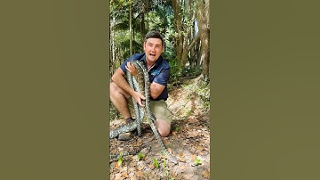 Wrangled up two bewdiful Carpet Pythons! #throwback #snakecatcher #Yeeeeew