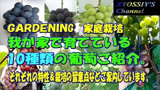 【XYOSSIYのライフチャンネル】私が育てている10種類のブドウをご紹介させていただきます。（家庭栽培、家庭果樹栽培、ブドウ栽培）