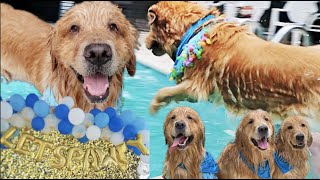 throwing my service dog an epic birthday pool party