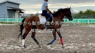 動画で解説「常歩から駈歩発進をする時の馬の肢の動き」