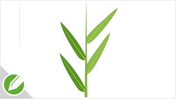 Bamboo leaf Drawing with CorelDraw | Flat Vector Style | Drawing | CorelDraw Tutorial