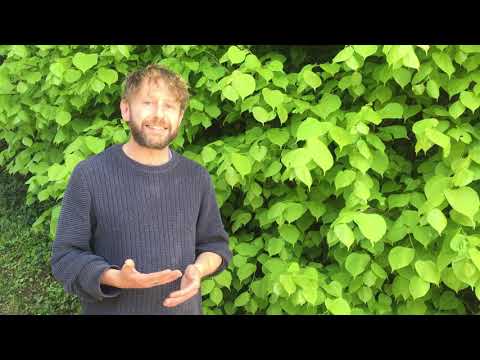 Video: Žádné květy nebo ovoce lípy – Co dělat, když lípa nerodí