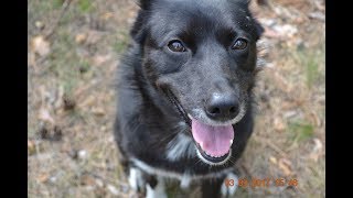 Самое милое видео. Милота. Моя собака лучше всех. Кавер Down. Самое милое видео. Милота. Моя собака лучше всех. Кавер Down.