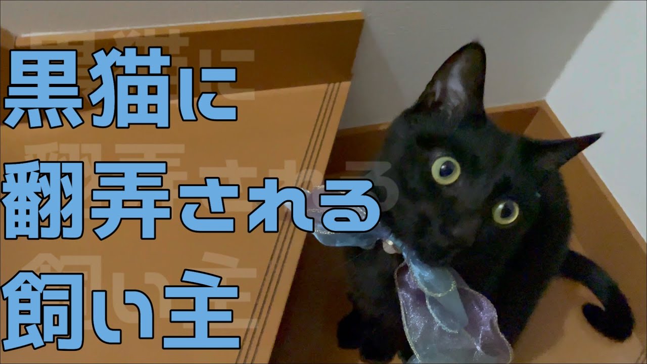 黒猫の意味