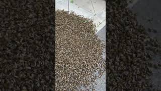 WOW A SWARM ON THE FLOOR beekeeping bee savethebees