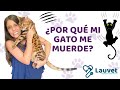 ¿POR QUÉ MI GATO ME MUERDE Y ARAÑA DE REPENTE? - Lauvet