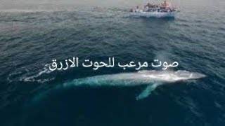 صوت الحوت الازرق في العالم 2019 سبحان الله Blue whale voice