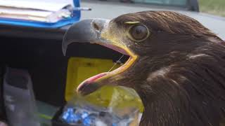 Meeting a Juvenile Bald Eagle Up Close by SeaDoc Society 1,528 views 1 year ago 45 seconds