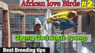 How to African love Birds pair ( tamil ) | part 2 | best breeding and caring tips in tamil | RF