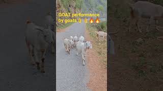 #goatfarming #funnyshorts #funnygoats #performer #uttrakhand #nainital ##cuteanimals #lovelyanimals
