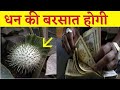 धतूरा कैसे करता हे धन की बरसात ! dhatura money tips !!