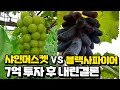 7억으로 400평 하우스 4동에 키워 본 진짜 후기  🍇